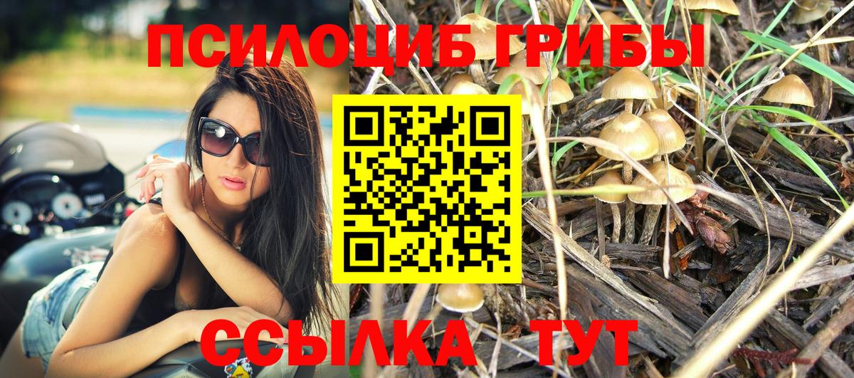 Галлюциногенные грибы Psilocybine cubensis  Губаха  где купить наркотик  Галлюциногенные грибы ЛСД 